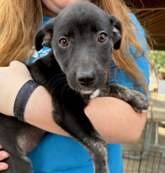 Rescue Border Terrier and Labrador Retriever Dogs for Adoption in Gilberts, Illinois - NOLA | PetCurious