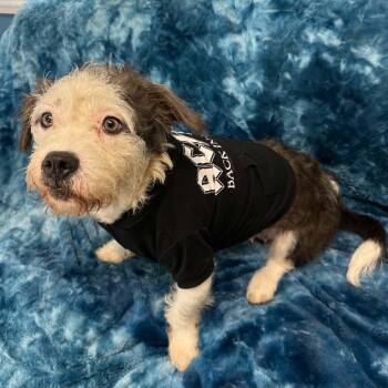 Mallo Cup -  Havanese Dog for Adoption in Sunderland, Maryland - Mallo Cup | PetCurious