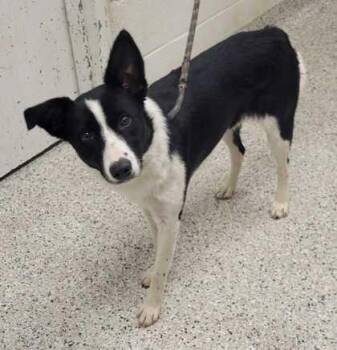 Heidi -  Border Collie and Mixed Breed Dog for Adoption in Kansas City, Missouri - Heidi | PetCurious