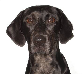 Jobi -  Black Labrador Retriever Dog Available for Adoption in Oakland Park, Florida - Jobi | PetCurious