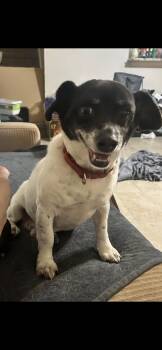 Bullet WV8908-T -  Dachshund and Corgi Dog for Adoption in Missouri City, Texas - Bullet WV8908-T | PetCurious