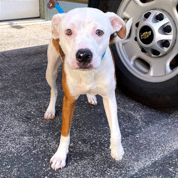 Rescue Mixed Breed Dogs for Adoption in Chattanooga, Tennessee - Shiloh | PetCurious