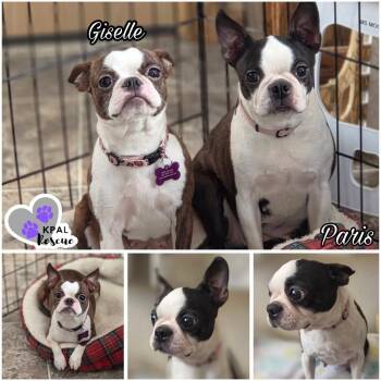 Boston Terrier Dogs Available for Adoption - Giselle | PetCurious