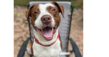 Rescue Hound and American Bulldog Dogs for Adoption in Youngsville, North Carolina - Franky | PetCurious