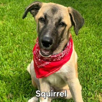 Squirrel -  Shepherd Dog for Adoption in Oak Point, Texas - Squirrel | PetCurious