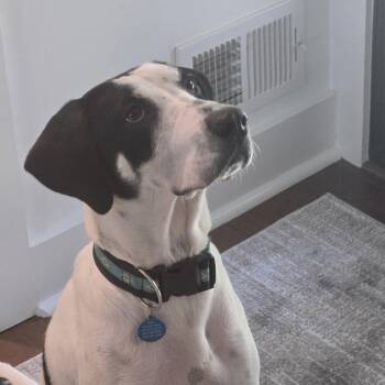 Sadie -  Hound Dog for Adoption in Columbia, South Carolina - Sadie | PetCurious