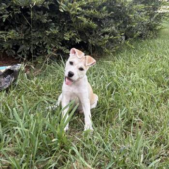 Monica -  Pit Bull Terrier Dog for Adoption in Charlotte, North Carolina - Monica | PetCurious
