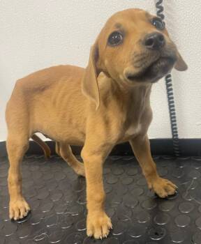 Wilma -  Labrador Retriever and Mixed Breed Dog for Adoption in Kemp, Texas - Wilma | PetCurious