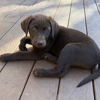 Sparrow -  Chocolate Labrador Retriever Dog for Adoption in Cashmere, Washington - Sparrow | PetCurious