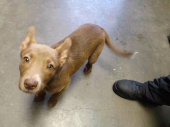 KASSIE -  Australian Kelpie and Mixed Breed Dog for Adoption in Tulsa, Oklahoma - KASSIE | PetCurious