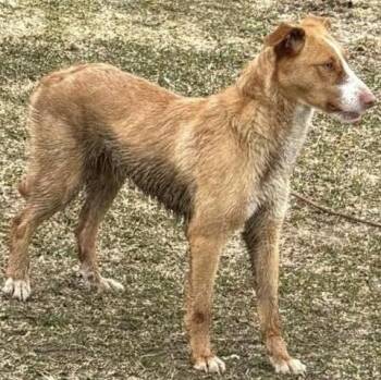 Portuguese Podengo Dogs Available for Adoption in Hanson, Massachusetts - Bonnie (Foster Or Adopter Wanted) | PetCurious