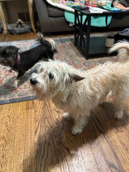 Teri -  Cairn Terrier Dog for Adoption in Irving, Texas - Teri | PetCurious
