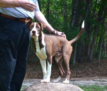 Jimmy -  Labrador Retriever and Pointer Dog for Adoption in Willingboro, New Jersey - Jimmy | PetCurious