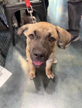 Lucy -  German Shepherd Dog and Black Mouth Cur Dog for Adoption in Los Angeles, California - Lucy | PetCurious