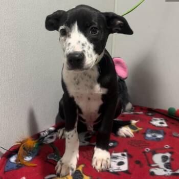 Ringo -  Border Collie and Mixed Breed Dog for Adoption in Tampa, Florida - Ringo | PetCurious