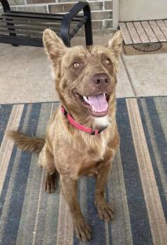 Honey -  Shepherd Dog for Adoption in Warr Acres, Oklahoma - Honey | PetCurious
