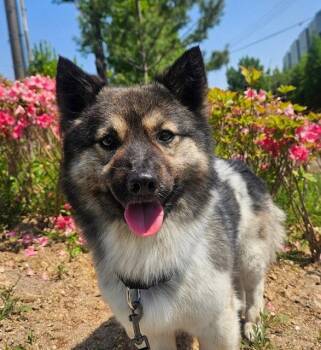 BANKSY -  Pomeranian and Spitz Dog for Adoption in Agoura Hills, California - BANKSY | PetCurious