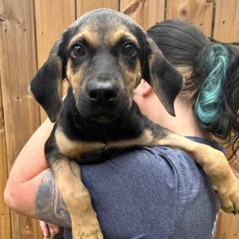 Mixed Breed Dogs Available for Adoption in Fredericksburg, Virginia - Lydia | PetCurious
