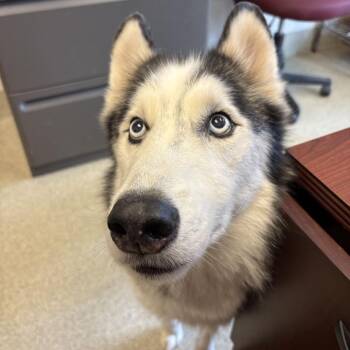 Aries -  Husky Dog for Adoption in Gloucester, Virginia - Aries | PetCurious