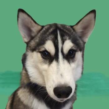 Toad -  Husky Dog for Adoption in Brenham, Texas - Toad | PetCurious