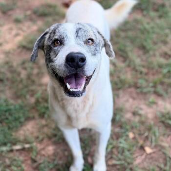Gordo -  Catahoula Leopard Dog Dog for Adoption - Gordo | PetCurious