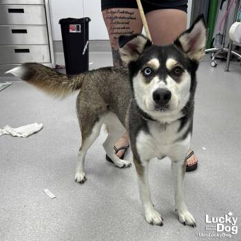 Stelly -  Husky Dog for Adoption in Washington, District Of Columbia - Stelly | PetCurious