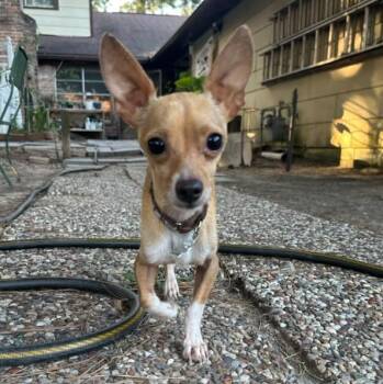 Taco -  Chihuahua Dog for Adoption in Houston, Texas - Taco | PetCurious