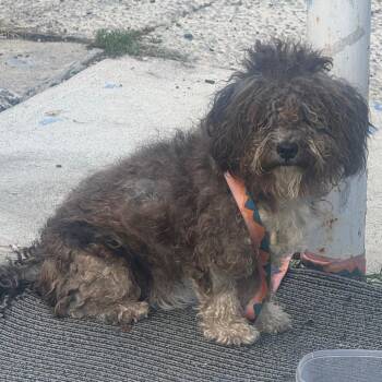Cookie dough -  Mixed Breed Dog for Adoption in Philadelphia, Pennsylvania - Cookie Dough | PetCurious