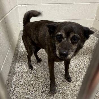 Rocco -  Chihuahua Dog for Adoption in Morganton, North Carolina - Rocco | PetCurious