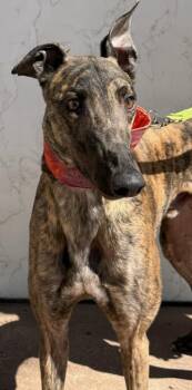 Greyhound Dogs Available for Adoption in Coon Rapids, Minnesota - Moon | PetCurious