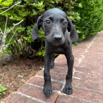 Mixed Breed Dogs Available for Adoption in Brownsboro, Alabama - Ziti | PetCurious