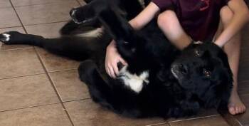 Rescue Newfoundland Dog Dogs for Adoption in Larkspur, Colorado - Ursa | PetCurious