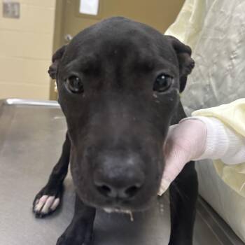 Mixed Breed Dogs Available for Adoption in Winston-salem, North Carolina - Nightmare | PetCurious