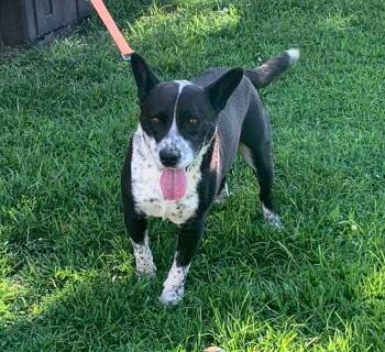 Rescue Mixed Breed Dogs for Adoption in Fairfield, New Jersey - Uncle Sam | PetCurious