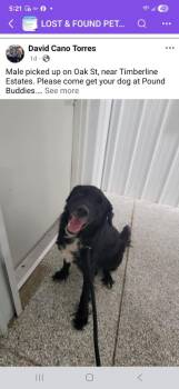 Retriever Dogs Available for Adoption in Muskegon, Michigan - Aaron | PetCurious