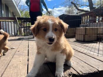 Australian Shepherd and Mixed Breed Dogs Available for Adoption in Minneapolis, Minnesota - Nash | PetCurious