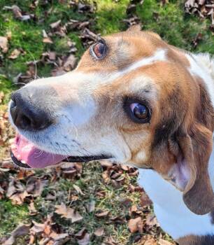 Roman - Medical Needs -  Treeing Walker Coonhound Dog for Adoption in North Bay, Ontario - Roman - Medical Needs | PetCurious