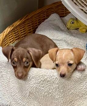 Georgie and Stevie -  Chihuahua Dog for Adoption in Falmouth, Maine - Georgie And Stevie | PetCurious