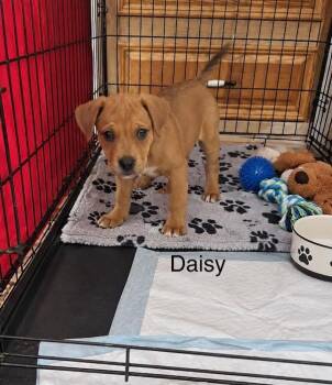 Daisy -  Labrador Retriever Dog for Adoption in Mcallen, Texas - Daisy | PetCurious