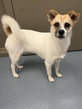 Lucy Tag 1096 -  Chihuahua Dog for Adoption in Central Islip, New York - Lucy Tag 1096 | PetCurious