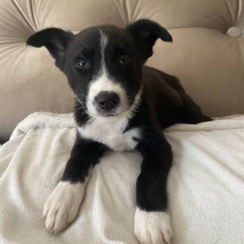 Rescue Shepherd Dogs for Adoption in Palestine, Texas - Billie Holiday | PetCurious