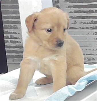 Rescue Labrador Retriever Dogs for Adoption in Houston, Texas - A2043150 | PetCurious