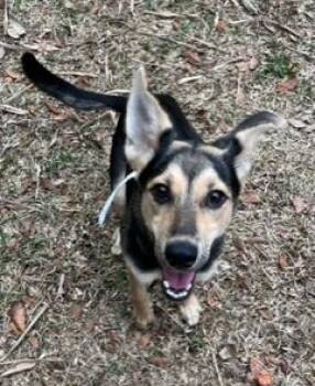 German Shepherd Dog and Miniature Pinscher Dogs Available for Adoption - Cha Cha | PetCurious