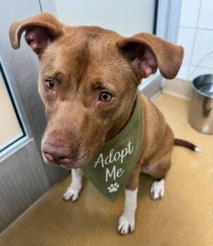 DUNCAN -  Pit Bull Terrier Dog for Adoption in Derwood, Maryland - DUNCAN | PetCurious