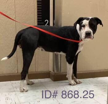 Rescue Pit Bull Terrier Dogs for Adoption in Kerrville, Texas - #868.25 "Harley" Nickname | PetCurious