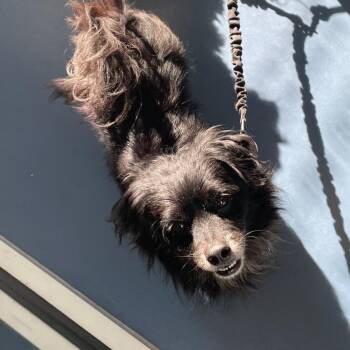 Mixed Breed Dogs Available for Adoption in Greensboro, North Carolina - Choco | PetCurious