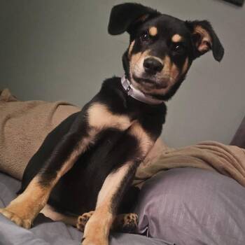 Rooster -  Rottweiler and Mixed Breed Dog for Adoption in Tomah, Wisconsin - Rooster | PetCurious