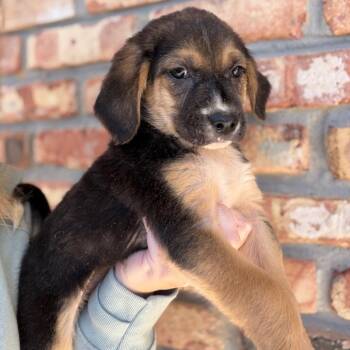Labrador Retriever Dogs Available for Adoption - Monkey | PetCurious
