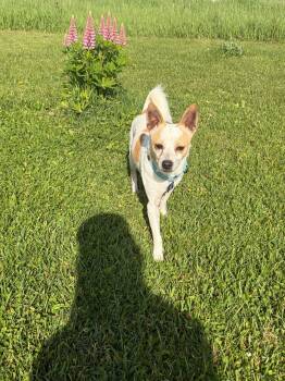 Trevor -  Chihuahua Dog for Adoption in De Pere, Wisconsin - Trevor | PetCurious