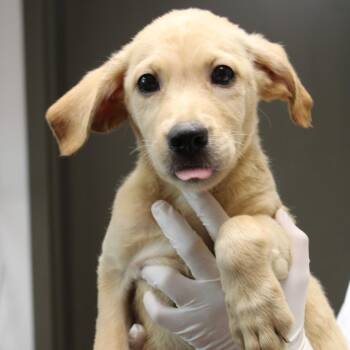 Peep -  German Shepherd Dog and Beagle Dog for Adoption in Hattiesburg, Mississippi - Peep | PetCurious